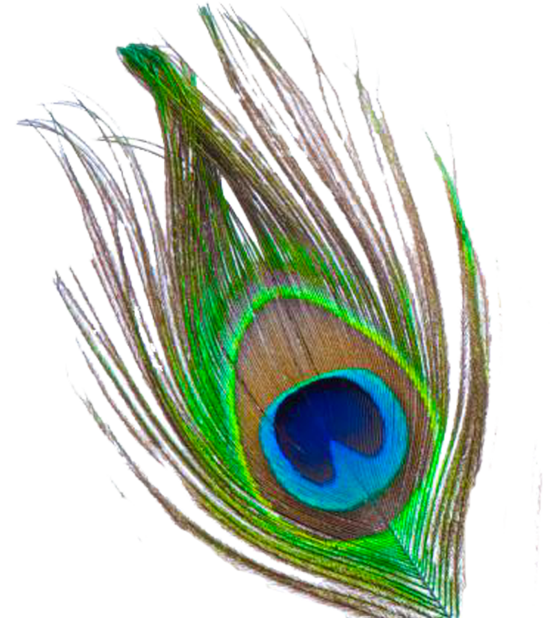 Peacock feather - Symbol of Lord Krishna in Bhagavad Gita